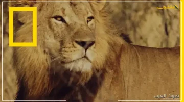 جاهز للمشاهدة في 2025.. تردد قناة ناشيونال جيوغرافيك الجديد على النايل سات لأروع برامج الطبيعة الوثائقية. 1